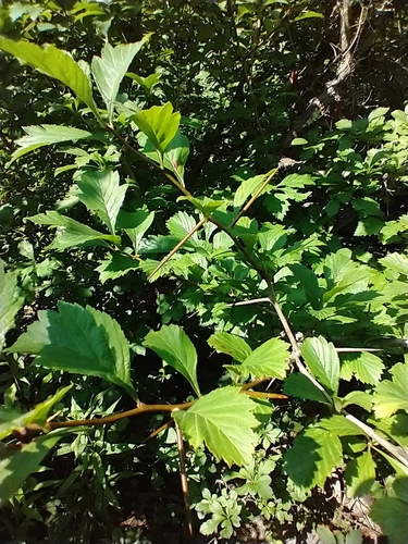 Crataegus punctata, photograph 5