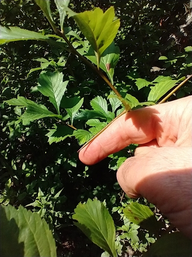 Crataegus punctata, photograph 6