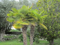 Trachycarpus