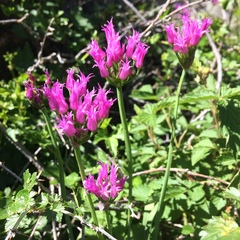 Allium brevistylum