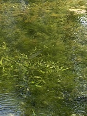 Micropterus dolomieu