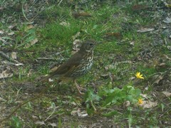 Turdus philomelos