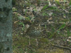Turdus philomelos
