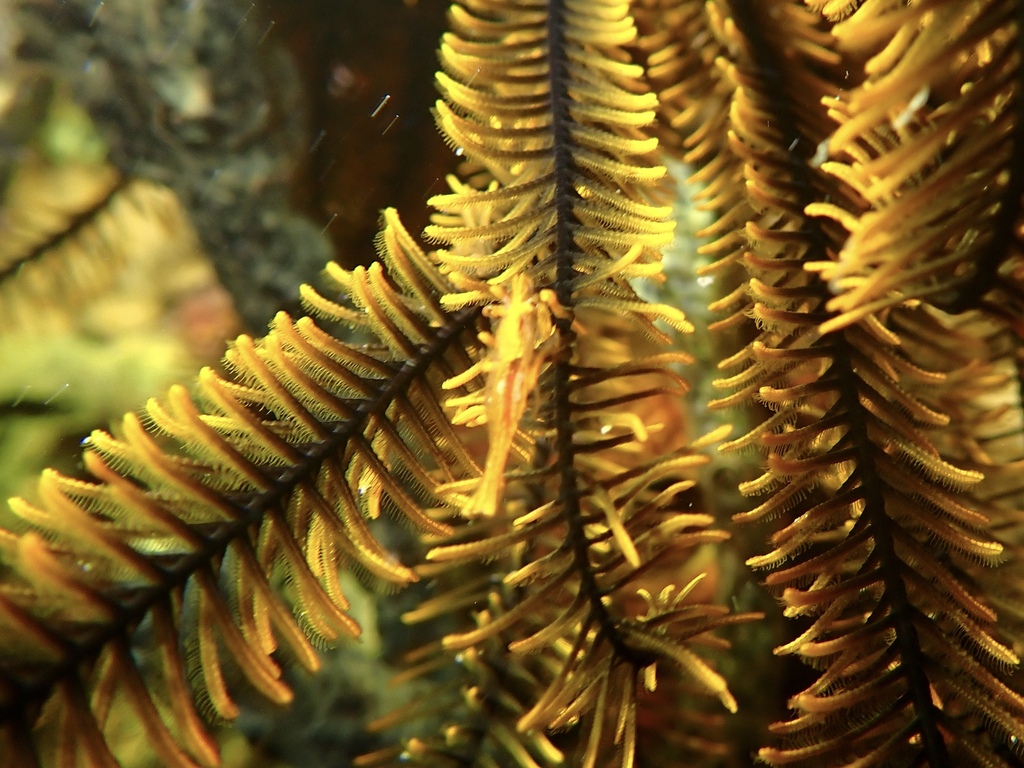 Orange Featherstar Shrimp
