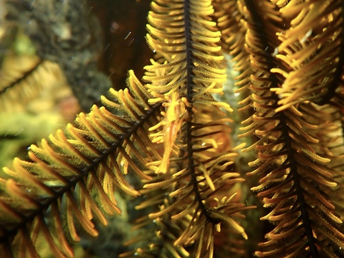 Orange Featherstar Shrimp