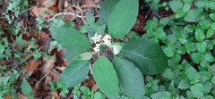 Solanum erianthum