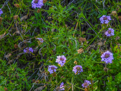Glandularia lilacina