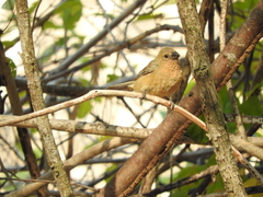 Cardinalidae