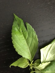 Impatiens parviflora