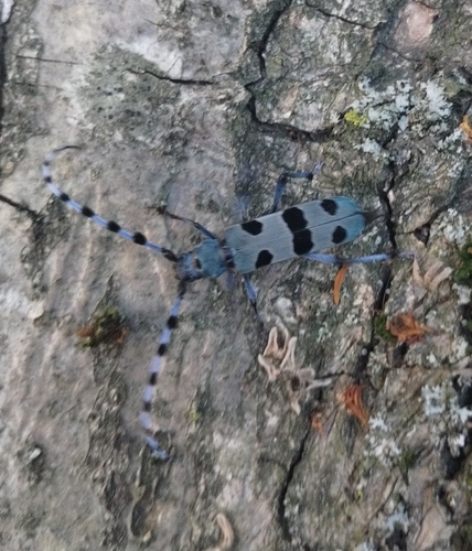 Alpine longhorn Rosalia