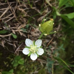 Parnassia