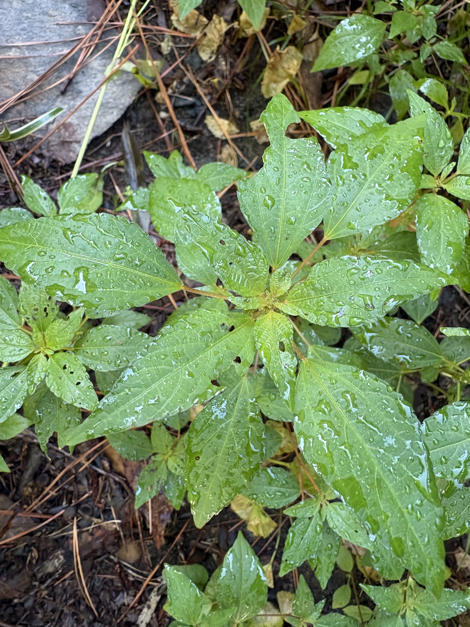 Acalypha rhomboidea