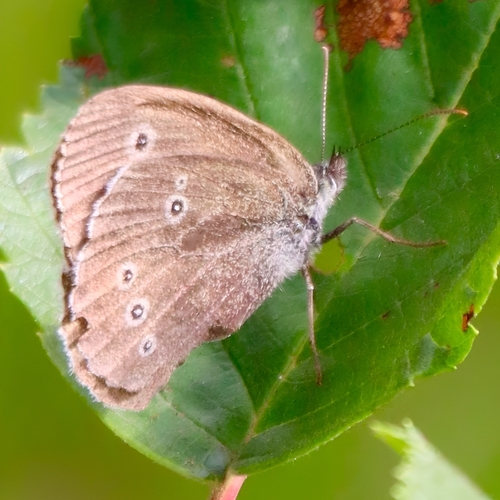 Ringlet
