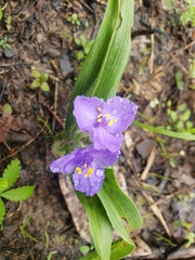 Tradescantia ernestiana