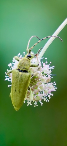 Lepturobosca virens