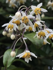 Solanum luculentum