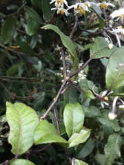 Solanum luculentum