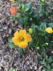 Streptosolen