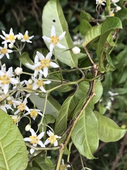 Solanum luculentum
