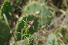 Euptoieta claudia