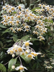 Solanum luculentum