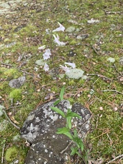 Penstemon arkansanus