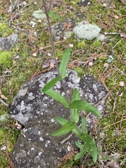 Penstemon arkansanus