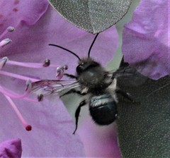 Osmia lignaria