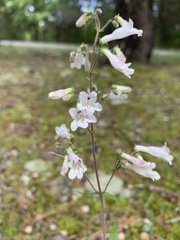 Penstemon arkansanus