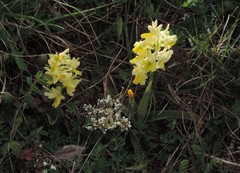 Orchis pauciflora