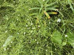 Stellaria longifolia