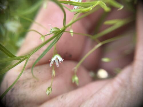 Stellaria longifolia, photograph 2