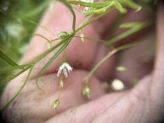 Stellaria longifolia, photograph (c) Arthur Whiting, some rights reserved (CC BY)