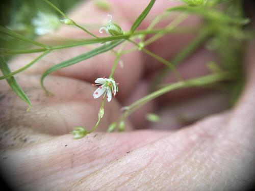 Stellaria longifolia, photograph 1