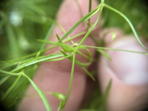 Stellaria longifolia, photograph 3