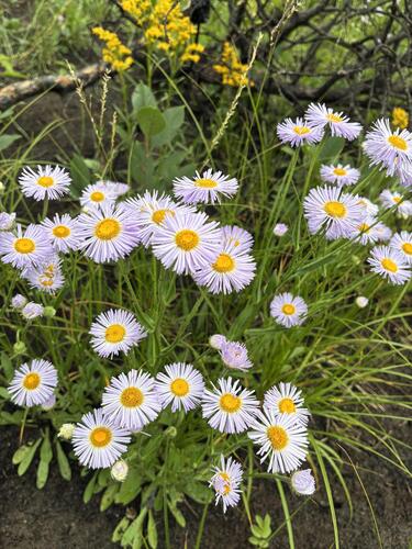 Erigeron glabellus, photograph 4