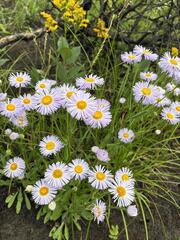 Erigeron glabellus, photograph (c) Arthur Whiting, some rights reserved (CC BY)