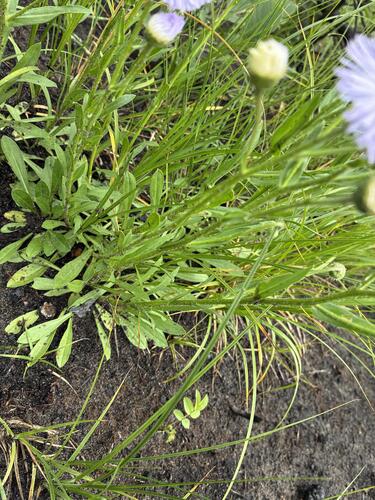 Erigeron glabellus, photograph 5