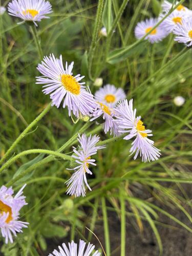 Erigeron glabellus, photograph 3