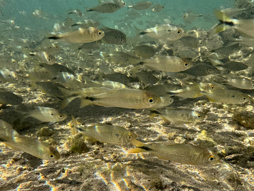 Gestreepte tetra (Astyanax lineatus) — Characidae — 4