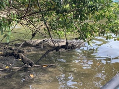 Crocodylus acutus