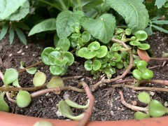 Sedum tetractinum