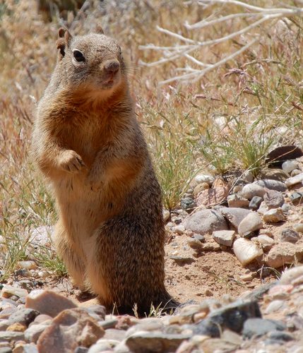 Rock Squirrel, photo 7 of 10