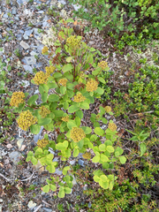 Spiraea stevenii, photograph (c) Donald Hampton, some rights reserved (CC BY-SA)