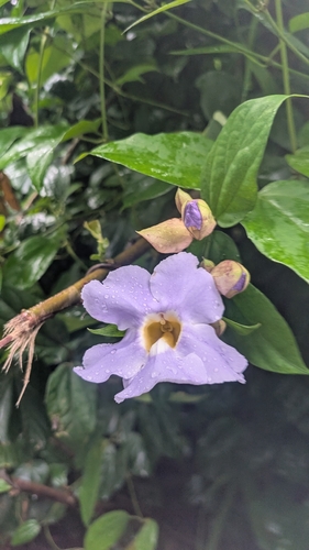Flemingia, 2026-07-10