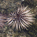 Indo-Pacific Rock-boring Urchin - Photo (c) Robin Gwen Agarwal, some rights reserved (CC BY-NC), uploaded by Robin Gwen Agarwal