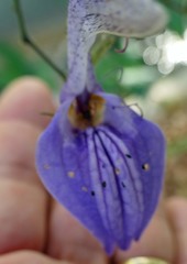 Brillantaisia