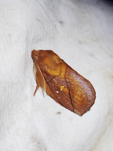 Euthrix potatoria