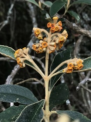 Buddleja incana