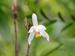 Bromheadia finlaysoniana
